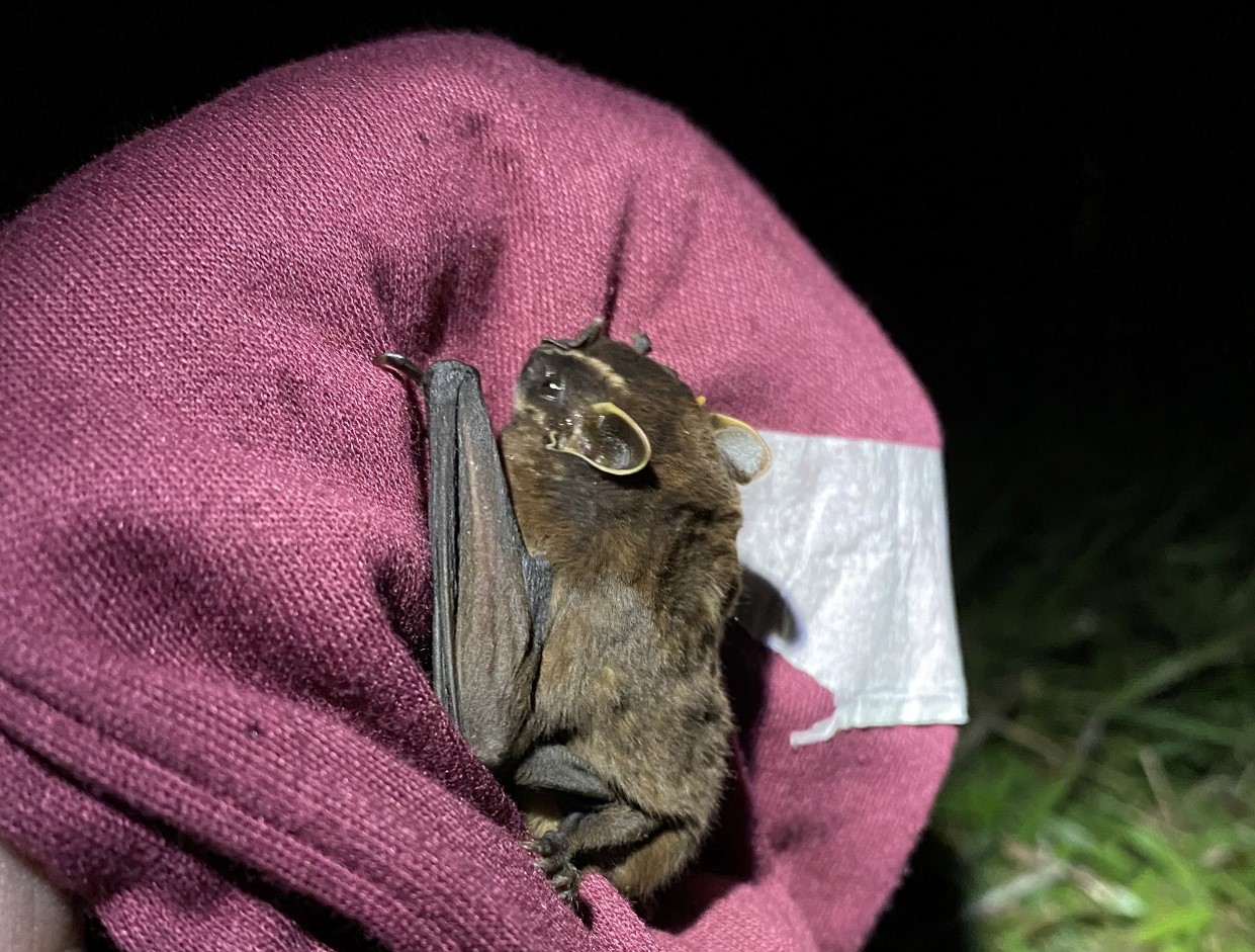 Imagen de fondo Investigadores de Icesi desarrollaron una investigación para cuantificar la diversidad  del parque Corazón de Pance